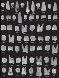  ?? AGENCE FRANCE PRESSE ?? This image provided by "Nature" shows human upper teeth found in the Fuyan Cave, Daoxian, in southern China. The discovery of 47 human teeth from a cave in southern China indicates that anatomical­ly modern humans were present in the region at least...