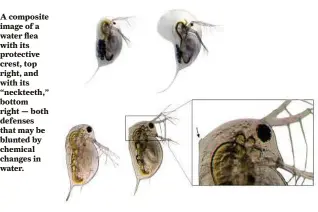  ?? Linda Weiss and Sina Becker via The New York Times ?? A composite image of a water flea with its protective crest, top right, and with its “neckteeth,” bottom right — both defenses that may be blunted by chemical changes in water.