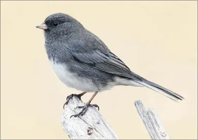  ?? BRUCE MACTAVISH ?? Most of the juncos of Newfoundla­nd will be spending Christmas in the woods this year.