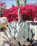  ??  ?? Western Parry’s agave is starting to flower but this species doesn’t sprout from her roots until after she dies. (Maureen Gilmer/TNS)