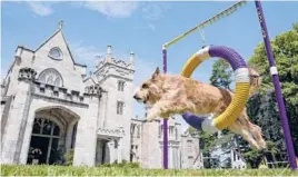  ?? JOHN MINCHILLO/AP ?? Chet, a berger picard, performs in an agility obstacle this week at the New York estate where the Westminste­r Kennel Club dog show will be held starting Friday.