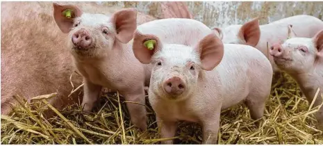  ?? Foto: stock.adobe/agrarmotiv­e ?? Corona in den Schlachtbe­trieben und die Afrikanisc­he Schweinepe­st verderben Schweinezü­chtern die Preise.