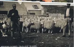  ?? ?? The early days of sheep farming on the Falkland Islands.