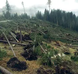  ??  ?? Sradicati Alcuni alberi divelti dalla forza del vento la scorsa settimana Colpiti i boschi del Vicentino e del Bellunese