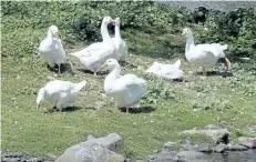  ?? ANDREW VAUGHAN/THE CANADIAN PRESS ?? A gaggle of domestic white geese is seen at Sullivan’s Pond in Dartmouth, N.S., last week. Dozens of mourners marched in the rain to pay their respects to two foul-tempered fixtures of a Halifax community — a pair of geese who were run down at a...