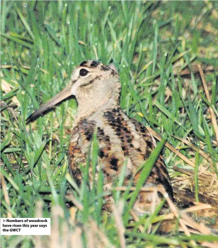  ??  ?? Numbers of woodcock have risen this year says the GWCT