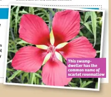  ??  ?? This swampdwell­er has the common name of scarlet rosemallow