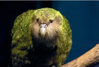  ?? JANICE MCKENNA ?? A new recovery site for the flightless, endangered ka¯ka¯po¯ could be establishe­d in the Waikato.