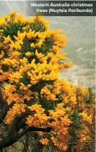  ?? ?? Western Australia christmas trees (Nuytsia floribunda)