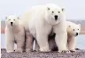  ?? PHOTO: REUTERS ?? A polar bear and her young in the Arctic National Wildlife Refuge in Alaska.
