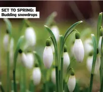  ?? ?? SET TO SPRING: Budding snowdrops