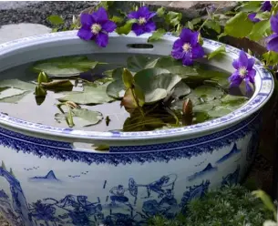  ??  ?? A LARGE CHINESE POT (LEFT) MAKES A SELF-CONTAINED POND IN A PARTIALLY SUNNY, SHELTERED SPOT, PROVIDED IT IS FROSTPROOF OR AT LEAST FLEECED WHEN A FREEZE IS EXPECTED. DWARF WATER LILIES ARE MOST SUITED TO THIS SIZE OF POT – TRY WHITE-FLOWERED Nymphaea tetragona, YELLOW N. ‘PYGMAEA HELVOLA’ OR APRICOT-ORANGE N. ‘AURORA’