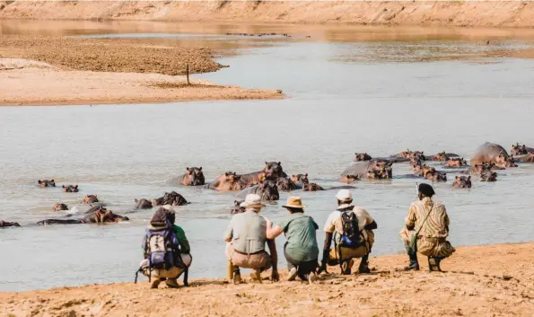  ??  ?? BELOW The hippo population­s in the Luangwa Valley are probably the densest in Africa, and the sound of their squabbles is a constant background at Takwela and North Luangwa River Lodge.