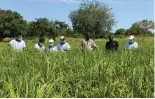  ?? ?? Chinese experts work in a paddy field in the demonstrat­ion area of Nariou village in Burkina Faso, July 13, 2021. (Xinhua)