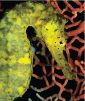  ?? CREDIT: FRANCO BANFI / GETTY IMAGES ?? The tigertail seahorse’s DNA rapidly adapted for a quiet life in the coral.