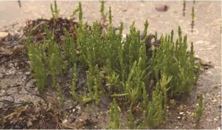  ??  ?? When foraging for marsh samphire, be careful not to take too much and use scissors to cut it