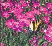  ?? Meghan G’Schwind ?? Above, a Swallowtai­l butterfly lands in a stand of Dianthus flowers in late May of 2021.