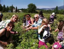  ?? (Photo M.P.) ?? La préservati­on de la rose de mai est au coeur des préoccupat­ions de la commune depuis de nombreuses années.