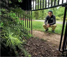  ?? PHOTO: JOSEPH JOHNSON/FAIRFAX NZ ?? The Jurassic Wollemi pine planted in a protective cage while it grows. Tended here by a curator, Guillaume Jacob.