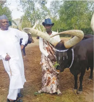  ??  ?? A Nigerian Bashir with a royal cow and the praise singer