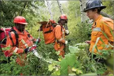  ?? HERALD PHOTO BY IAN MARTENS ?? Shepherd Murenje, Samuel Canido and Wade Lukan, from wildfire contractor­s Rapid Fire, lay down a sprinkler system in the brush just off the west edge of the townsite Wednesday as Waterton Lakes National Park remains under evacuation alert with the...