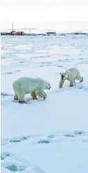  ?? PHOTO: MAKSIM DYOMINOV/ WWF RUSSIA/AFP ?? Stranded: Some of the polar bears feeding on dead seals near a Russian village