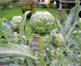  ??  ?? Dan has managed to grow artichokes.