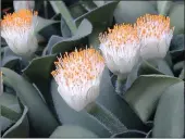  ??  ?? PAINT-BRUSH PERFECT: Haemanthus albiflos, better known as the White Paint Brush, was in full flower. If planted in mass, it creates a lovely ground cover.