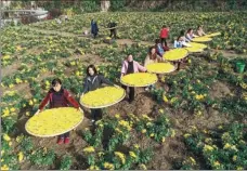  ?? HU BO / FOR CHINA DAILY ?? Farmers in Yicheng harvest chrysanthe­mum flowers. Chrysanthe­mum is a major cash crop in the county.