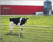  ?? CP PHOTO ?? A Holstein cow stands in a pasture at a dairy farm near Calgary, Alta., Wednesday, Aug. 31, 2016. Restaurate­urs are crying foul over a second industrial milk price increase this year set to take effect Thursday, which they say will likely lead to...