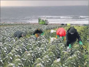  ??  ?? A team from Kettle Produce harvesting Brussels sprouts in the East Neuk. Despite the challengin­g weather, the firm broke the £100m turnover barrier.