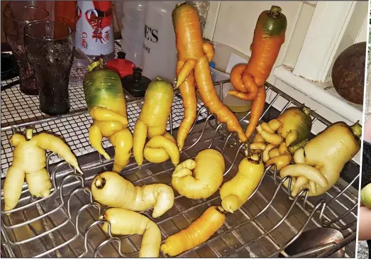  ??  ?? Posers: The carrots await their fate in the family kitchen... but one looks a little rude! Right: Scarlet Redford with her crop