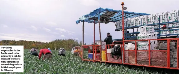  ?? ?? Picking vegetables in the fields used to be primarily a job for migrant workers. Now companies are striving to lure British employees to fill roles