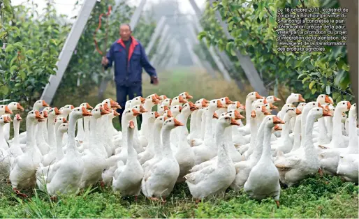 ??  ?? Le 16 octobre 2017, le district de Zouping à Binzhou (province du Shandong) a concrétisé le plan d’éradicatio­n précise de la pauvreté, par la promotion du projet d’intégratio­n de la plantation, de l’élevage et de la transforma­tion des produits agricoles.