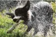  ?? Foto: dpa ?? Dieser Border Collie schüttelt sich gera de.