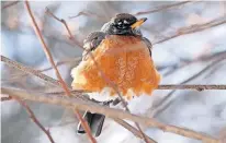  ?? [DOUG HOKE/ THE OKLAHOMAN] ?? A robin fluffs its feathers to keep warm in a tree in Edmond Monday.