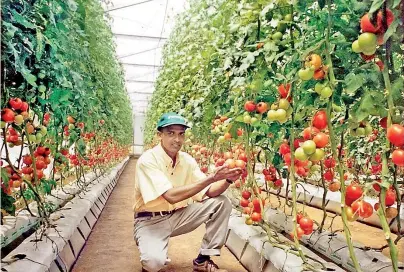  ??  ?? Successful Tomato Greenhouse in Nuwara Eliya