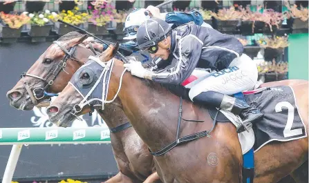  ?? Picture: AAP IMAGE/JONO SEARLE ?? Connoisseu­r (No.2) wins over 1000m at Eagle Farm two starts back.