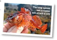  ??  ?? The long-spined sea scorpion will attack a lure