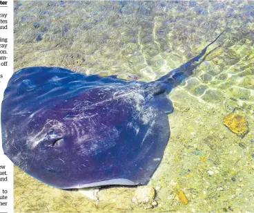  ?? Picture / Getty Images ?? A short-tailed ray. The diver was in shock after the incident, say his friends.