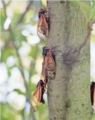  ?? RANDY PILAND / THE TENNESSEAN ?? Cicadas are emerging this spring and summer.