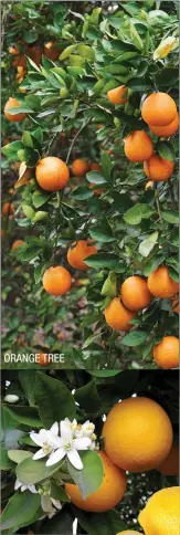  ??  ?? ORANGE TREE ORANGE BLOSSOMS AND FRUIT