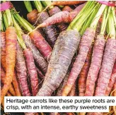  ??  ?? Heritage carrots like these purple roots are crisp, with an intense, earthy sweetness