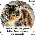  ?? ?? BOSS CAT: Gorgeous feline Coco patrols the grounds