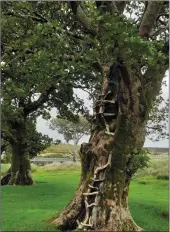  ??  ?? The most recent rope swing damaged a 150-yearold Scot’s Pine tree.