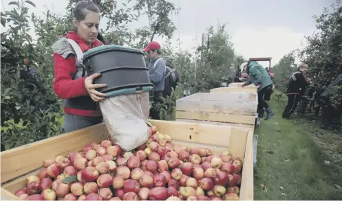  ?? PICTURE: GETTY IMAGES ?? Fruitpicki­ng vacancies have traditiona­lly been filled by EU workers in the past