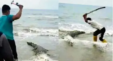  ??  ?? Caught in the act: Screengrab­s from the videos showing a group of men brutally beating a crocodile entangled in a fishing net in Miri.