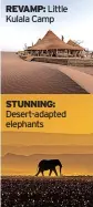  ?? ?? REVAMP: Little Kulala Camp
STUNNING: Desert-adapted elephants