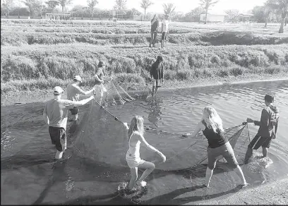  ??  ?? University of Rhode Islands students seine juvenile saltwater tilapia at the Bureau of Fisheries and Aquatic Resources center in Dagupan City as part of their academic curriculum.