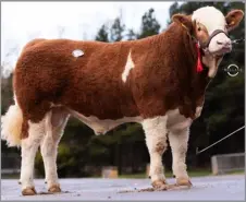  ?? ?? Breaghey Netflix 22 topped the sale at 5800gns for A Clarke